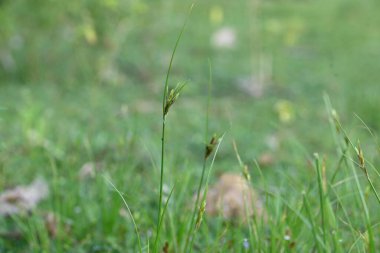 Rhynchospora trispicata otu. Rhynchospora, kedigiller (Felidae) familyasından bir kuş türü. Bu tür tropikal Amerika 'da bulunur ve nemli, tropikal yaşam alanlarında yetişen uzun ömürlü bir bitkidir..