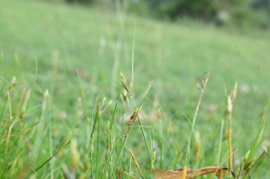 Rhynchospora trispicata otu. Rhynchospora, kedigiller (Felidae) familyasından bir kuş türü. Bu tür tropikal Amerika 'da bulunur ve nemli, tropikal yaşam alanlarında yetişen uzun ömürlü bir bitkidir..