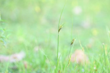 Rhynchospora trispicata otu. Rhynchospora, kedigiller (Felidae) familyasından bir kuş türü. Bu tür tropikal Amerika 'da bulunur ve nemli, tropikal yaşam alanlarında yetişen uzun ömürlü bir bitkidir..