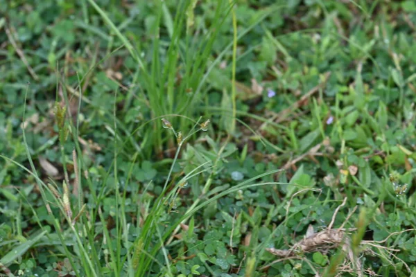 Rhynchospora trispicata otu. Rhynchospora, kedigiller (Felidae) familyasından bir kuş türü. Bu tür tropikal Amerika 'da bulunur ve nemli, tropikal yaşam alanlarında yetişen uzun ömürlü bir bitkidir..