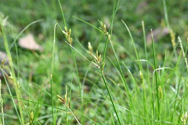 Rhynchospora trispicata otu. Rhynchospora, kedigiller (Felidae) familyasından bir kuş türü. Bu tür tropikal Amerika 'da bulunur ve nemli, tropikal yaşam alanlarında yetişen uzun ömürlü bir bitkidir..