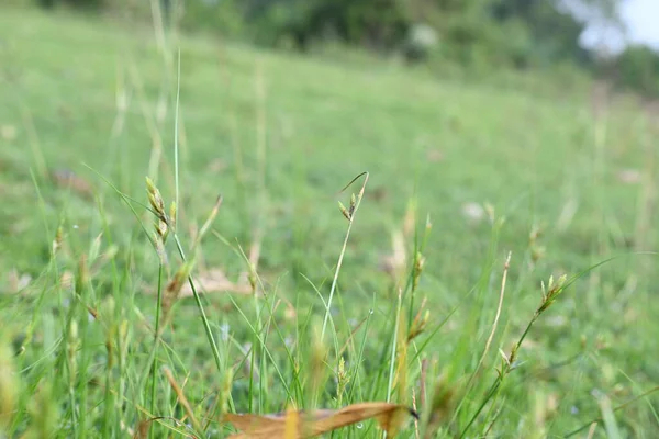 Rhynchospora trispicata otu. Rhynchospora, kedigiller (Felidae) familyasından bir kuş türü. Bu tür tropikal Amerika 'da bulunur ve nemli, tropikal yaşam alanlarında yetişen uzun ömürlü bir bitkidir..
