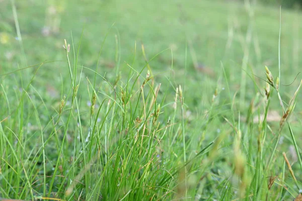 Rhynchospora trispicata otu. Rhynchospora, kedigiller (Felidae) familyasından bir kuş türü. Bu tür tropikal Amerika 'da bulunur ve nemli, tropikal yaşam alanlarında yetişen uzun ömürlü bir bitkidir..