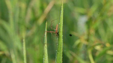 Tibellus Oblongus örümceği. Yaygın adı, koşan örümcek ve ince yengeç örümceği. Bu Holarktik dağılımı olan bir örümcek. Zehirle öldürdüğü küçük böcekleri avlar..