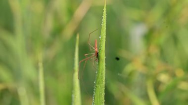 Tibellus Oblongus örümceği. Yaygın adı, koşan örümcek ve ince yengeç örümceği. Bu Holarktik dağılımı olan bir örümcek. Zehirle öldürdüğü küçük böcekleri avlar..
