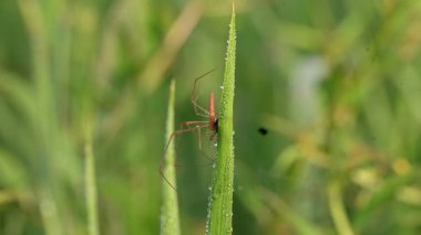 Tibellus Oblongus örümceği. Yaygın adı, koşan örümcek ve ince yengeç örümceği. Bu Holarktik dağılımı olan bir örümcek. Zehirle öldürdüğü küçük böcekleri avlar..
