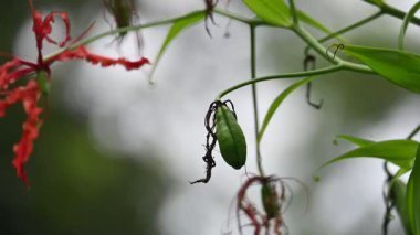 Gloriosa süper meyve. Colchicaceae familyasından bir bitki türü. Yaygın adları nilüfer, zambak, zambak, zambak, zambak, zambak, zambak, zambak, zambak, zambak, zambak ve zambak.
