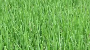 Pirinç bitkisinde bakteriyel yaprak hastalığı. Yaygın ve ciddi bir pirinç hastalığı olan Bakteriyel Yaprak Hastalığı, bakteri Xanthomonas oryzae pv 'den kaynaklanır. oryzae.