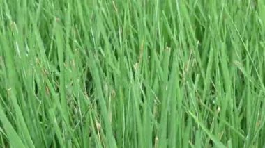 Pirinç bitkisinde bakteriyel yaprak hastalığı. Yaygın ve ciddi bir pirinç hastalığı olan Bakteriyel Yaprak Hastalığı, bakteri Xanthomonas oryzae pv 'den kaynaklanır. oryzae.