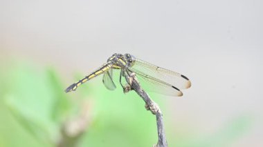 Pantala flavescens yusufçuk böceği. Diğer adları dünya gezgini, gezgin yusufçuk böceği ve planör. Libellulidae familyasından geniş bir yusufçuk türü..