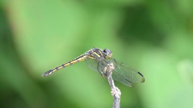 Pantala flavescens yusufçuk böceği. Diğer adları dünya gezgini, gezgin yusufçuk böceği ve planör. Libellulidae familyasından geniş bir yusufçuk türü..