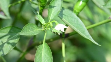 Acı biber çiçeği. Beyaz, yıldız şeklinde çiçek ve yeşil yapraklarla çevrili, olgunlaşmamış yeşil biberli meyve ve tomurcuklar..