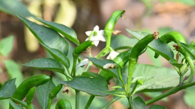 Acı biber çiçeği. Beyaz, yıldız şeklinde çiçek ve yeşil yapraklarla çevrili, olgunlaşmamış yeşil biberli meyve ve tomurcuklar..