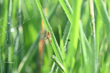 Philodromidae örümceği pirinç tarlasında. Yaygın adı filodromid yengeç örümcekleri ve koşan yengeç örümcekleridir. Bu bir araneomorph örümceği ailesi..