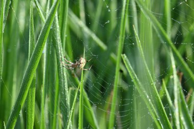 Philodromidae örümceği pirinç tarlasında. Yaygın adı filodromid yengeç örümcekleri ve koşan yengeç örümcekleridir. Bu bir araneomorph örümceği ailesi..