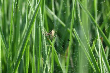 Philodromidae örümceği pirinç tarlasında. Yaygın adı filodromid yengeç örümcekleri ve koşan yengeç örümcekleridir. Bu bir araneomorph örümceği ailesi..