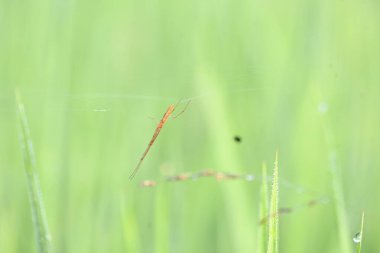 Tibellus Oblongus örümceği. Yaygın adı, koşan örümcek ve ince yengeç örümceği. Bu Holarktik dağılımı olan bir örümcek. Zehirle öldürdüğü küçük böcekleri avlar..