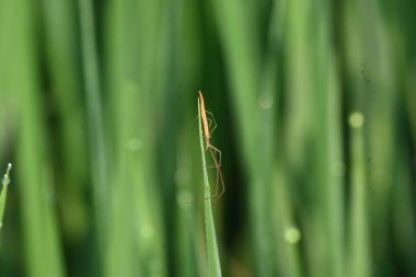Tibellus Oblongus örümceği. Yaygın adı, koşan örümcek ve ince yengeç örümceği. Bu Holarktik dağılımı olan bir örümcek. Zehirle öldürdüğü küçük böcekleri avlar..