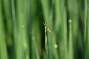 Tibellus Oblongus örümceği. Yaygın adı, koşan örümcek ve ince yengeç örümceği. Bu Holarktik dağılımı olan bir örümcek. Zehirle öldürdüğü küçük böcekleri avlar..