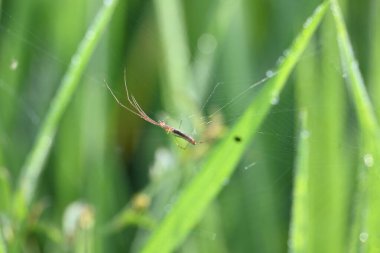 Tibellus Oblongus örümceği. Yaygın adı, koşan örümcek ve ince yengeç örümceği. Bu Holarktik dağılımı olan bir örümcek. Zehirle öldürdüğü küçük böcekleri avlar..