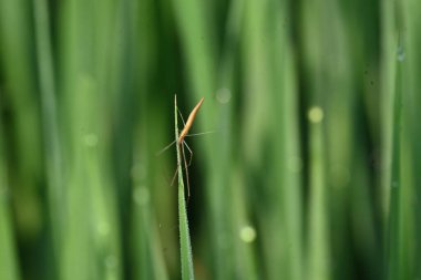 Tibellus Oblongus örümceği. Yaygın adı, koşan örümcek ve ince yengeç örümceği. Bu Holarktik dağılımı olan bir örümcek. Zehirle öldürdüğü küçük böcekleri avlar..