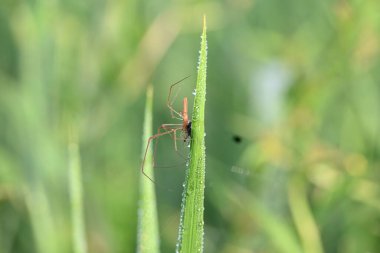 Tibellus Oblongus örümceği. Yaygın adı, koşan örümcek ve ince yengeç örümceği. Bu Holarktik dağılımı olan bir örümcek. Zehirle öldürdüğü küçük böcekleri avlar..