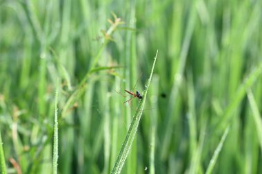 Tibellus Oblongus örümceği. Yaygın adı, koşan örümcek ve ince yengeç örümceği. Bu Holarktik dağılımı olan bir örümcek. Zehirle öldürdüğü küçük böcekleri avlar..