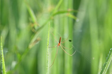 Tibellus Oblongus örümceği. Yaygın adı, koşan örümcek ve ince yengeç örümceği. Bu Holarktik dağılımı olan bir örümcek. Zehirle öldürdüğü küçük böcekleri avlar..