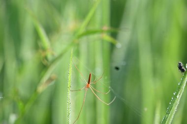 Tibellus Oblongus örümceği. Yaygın adı, koşan örümcek ve ince yengeç örümceği. Bu Holarktik dağılımı olan bir örümcek. Zehirle öldürdüğü küçük böcekleri avlar..