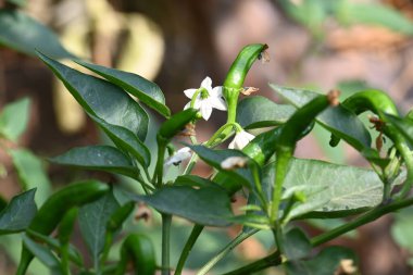 Acı biber çiçeği. Beyaz, yıldız şeklinde çiçek ve yeşil yapraklarla çevrili, olgunlaşmamış yeşil biberli meyve ve tomurcuklar..