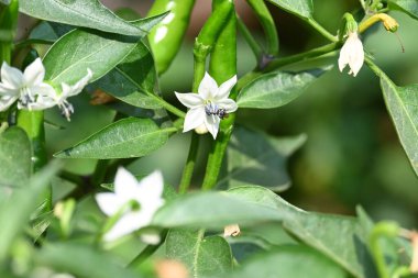 Acı biber çiçeği. Beyaz, yıldız şeklinde çiçek ve yeşil yapraklarla çevrili, olgunlaşmamış yeşil biberli meyve ve tomurcuklar..