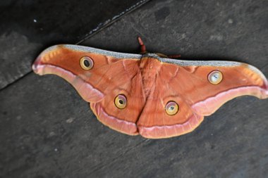 Antheraea yamamai güvesi. Yaygın adı Japon ipek güveleri ve Japon meşe güvesi. Bu, Satürniidae familyasından bir güve. Doğu Asya 'ya özgü..