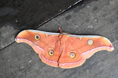 Antheraea yamamai güvesi. Yaygın adı Japon ipek güveleri ve Japon meşe güvesi. Bu, Satürniidae familyasından bir güve. Doğu Asya 'ya özgü..