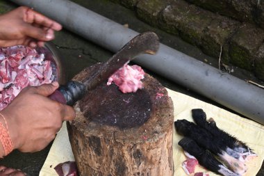 Keçi eti doğrama. Hint köyündeki geleneksel demir aletlerden taze çiğ ya da pişmemiş koyun eti. Keçi etini küçük parçalara ayırmak..