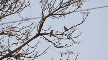 İki küçük kahverengi kuş bir ağacın dalına tünemiştir. Doğa, vahşi yaşam, dinginlik ve mevsimsel değişim temalarını yakalar. 