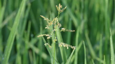Leersia Hexandra otu. Bir çim türü. Yaygın adları Güney Cutgrass, Yumru başlı kesim otları ve bataklık pirinç otları. Çiftlik hayvanları için bir yem olarak da yetiştirilir. Pirinç tarlasında yabani otlar.