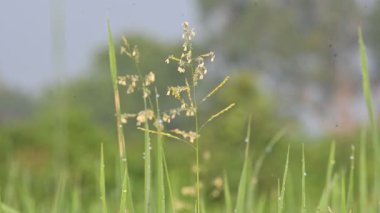 Leersia Hexandra otu. Bir çim türü. Yaygın adları Güney Cutgrass, Yumru başlı kesim otları ve bataklık pirinç otları. Çiftlik hayvanları için bir yem olarak da yetiştirilir. Pirinç tarlasında yabani otlar.