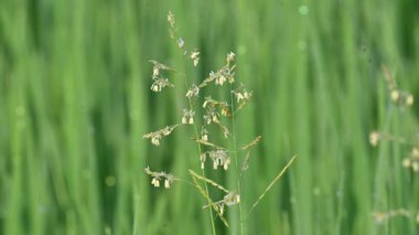 Leersia Hexandra otu. Bir çim türü. Yaygın adları Güney Cutgrass, Yumru başlı kesim otları ve bataklık pirinç otları. Çiftlik hayvanları için bir yem olarak da yetiştirilir. Pirinç tarlasında yabani otlar.