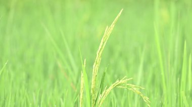 Yeşil arkaplanı bulanık pirinçli kulaklar. Paddy Rice 'ın altın kulağı. Bitkilerle büyüyen olgun altın yeşili çeltik tanecikleri yakın çekim. Hindistan 'da pirinç tarlası. Pirinç ya da çeltik tarımı.