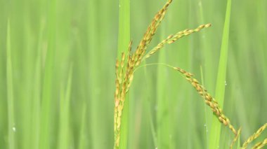Yeşil arkaplanı bulanık pirinçli kulaklar. Paddy Rice 'ın altın kulağı. Bitkilerle büyüyen olgun altın yeşili çeltik tanecikleri yakın çekim. Hindistan 'da pirinç tarlası. Pirinç ya da çeltik tarımı.