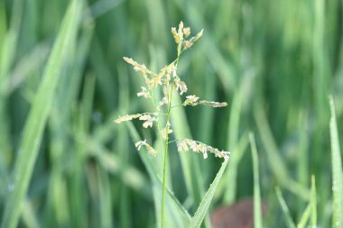 Leersia Hexandra otu. Bir çim türü. Yaygın adları Güney Cutgrass, Yumru başlı kesim otları ve bataklık pirinç otları. Aynı zamanda çiftlik hayvanları için de bir dişli olarak yetiştirilir. Pirinç tarlasında yabani otlar.