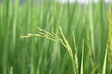 Yeşil arkaplanı bulanık pirinçli kulaklar. Paddy Rice 'ın altın kulağı. Bitkilerle büyüyen olgun altın yeşili çeltik tanecikleri yakın çekim. Hindistan 'da pirinç tarlası. Pirinç ya da çeltik tarımı.