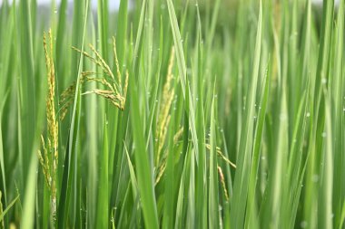 Yeşil arkaplanı bulanık pirinçli kulaklar. Paddy Rice 'ın altın kulağı. Bitkilerle büyüyen olgun altın yeşili çeltik tanecikleri yakın çekim. Hindistan 'da pirinç tarlası. Pirinç ya da çeltik tarımı.