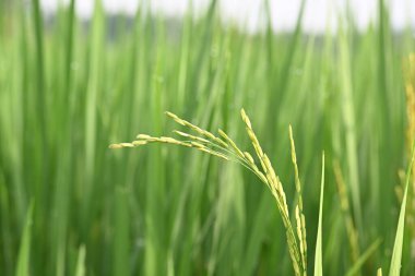 Yeşil arkaplanı bulanık pirinçli kulaklar. Paddy Rice 'ın altın kulağı. Bitkilerle büyüyen olgun altın yeşili çeltik tanecikleri yakın çekim. Hindistan 'da pirinç tarlası. Pirinç ya da çeltik tarımı.