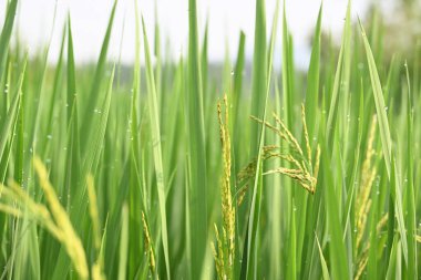 Yeşil arkaplanı bulanık pirinçli kulaklar. Paddy Rice 'ın altın kulağı. Bitkilerle büyüyen olgun altın yeşili çeltik tanecikleri yakın çekim. Hindistan 'da pirinç tarlası. Pirinç ya da çeltik tarımı.