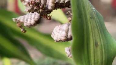 Yuvasında kağıt yaban arıları. Kağıt eşekarıları, tükürüklerini ahşap liflerle birleştirerek yaptıkları bir malzemeden yuva yaparlar. Kağıt eşekarıları kovanı.