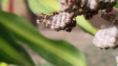 Yuvasında kağıt yaban arıları. Kağıt eşekarıları, tükürüklerini ahşap liflerle birleştirerek yaptıkları bir malzemeden yuva yaparlar. Kağıt eşekarıları kovanı.
