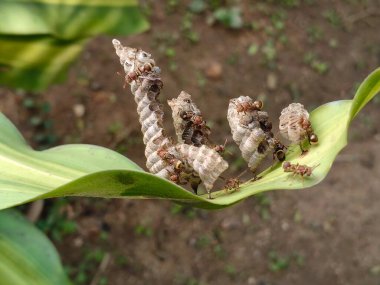 Yuvasında kağıt yaban arıları. Kağıt eşekarıları, tükürüklerini ahşap liflerle birleştirerek yaptıkları bir malzemeden yuva yaparlar. Kağıt eşekarıları kovanı.
