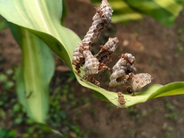 Yuvasında kağıt yaban arıları. Kağıt eşekarıları, tükürüklerini ahşap liflerle birleştirerek yaptıkları bir malzemeden yuva yaparlar. Kağıt eşekarıları kovanı.