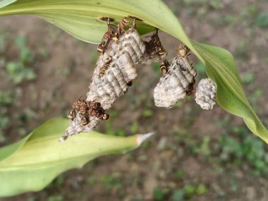Yuvasında kağıt yaban arıları. Kağıt eşekarıları, tükürüklerini ahşap liflerle birleştirerek yaptıkları bir malzemeden yuva yaparlar. Kağıt eşekarıları kovanı.